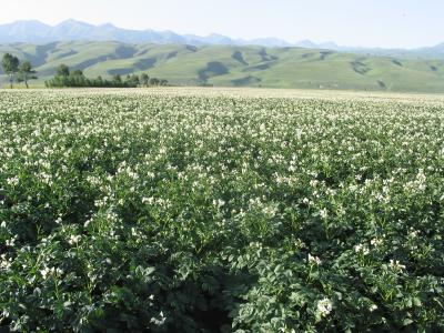 Lalati meadow